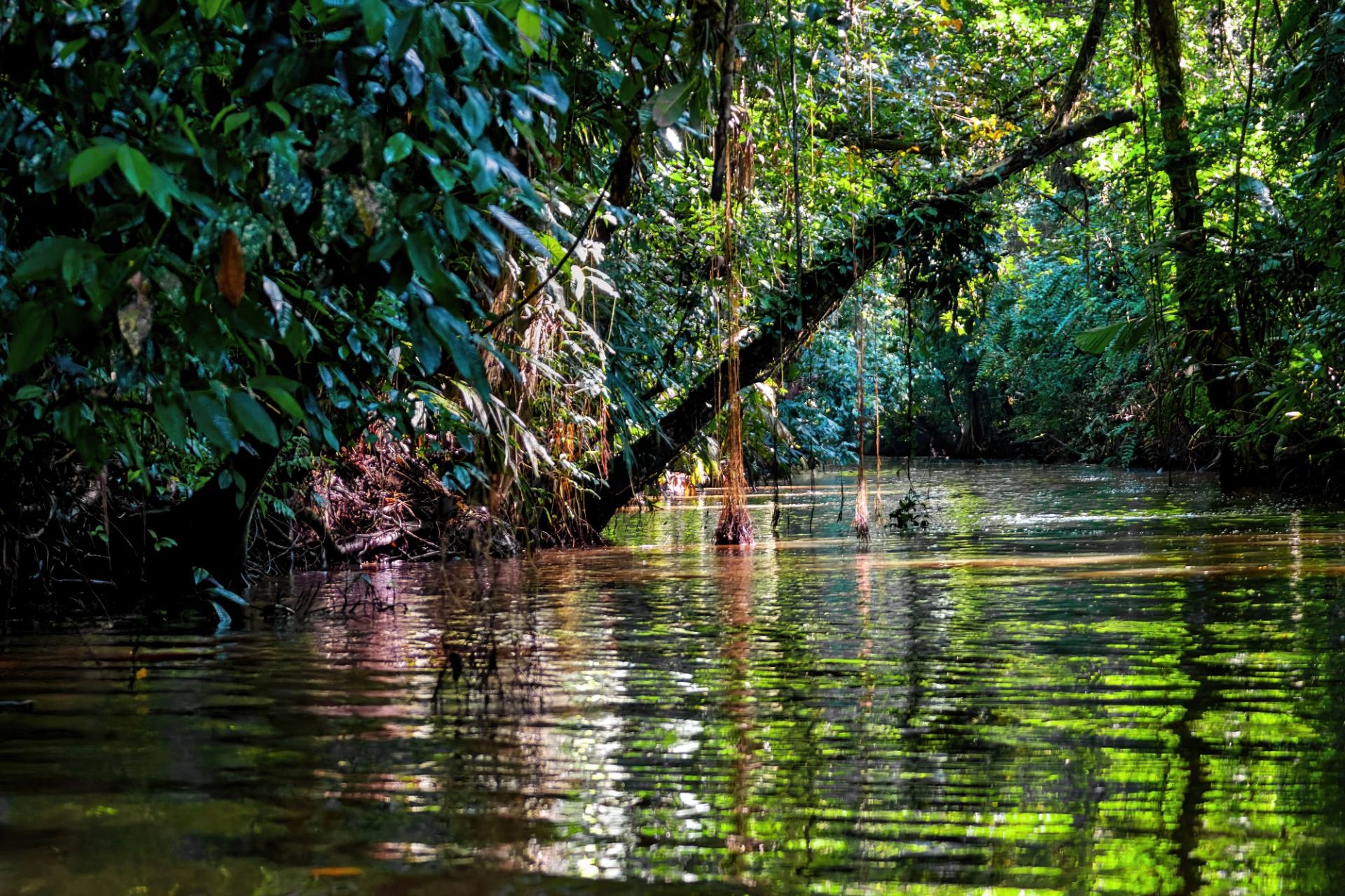 Bootsfahrt im NP Tortuguero